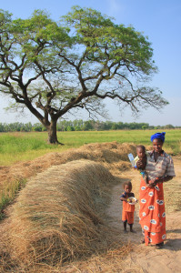 Mali: Markets and Household Food Security